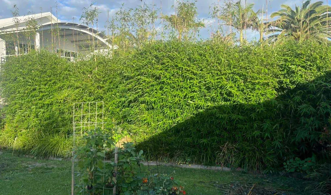 The same boundary after the bamboo was removed