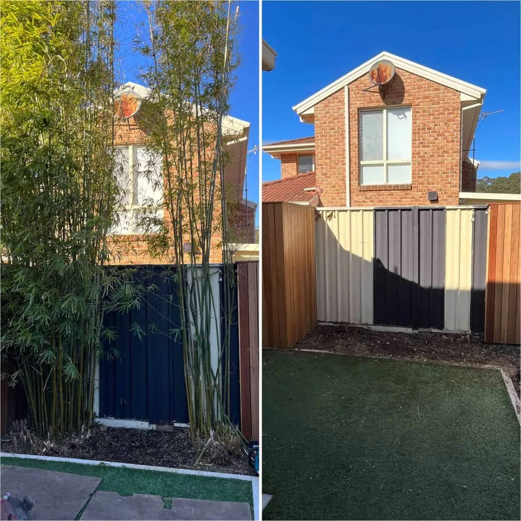 Bamboo stand before and after removal