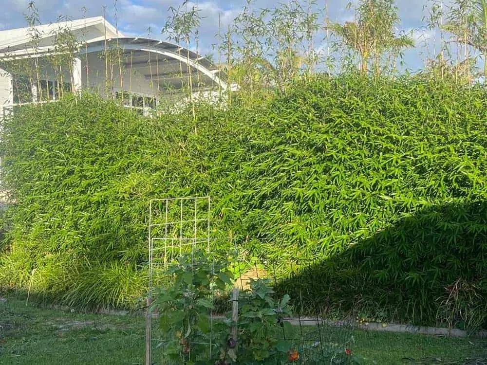 Dense bamboo before removal by Aps Tree Removal