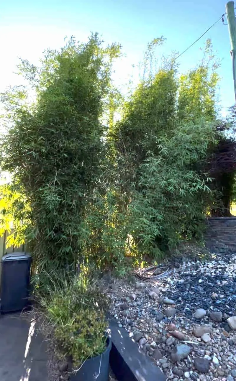 Bamboo stand against a fence