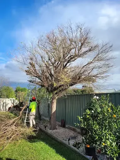 Branches chipped on the street after a removal
