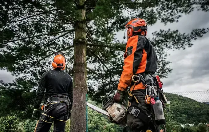 Aps Tree Removal climbers taking down a large tree