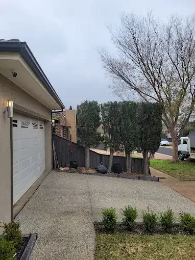 Conifers shaped beside a driveway