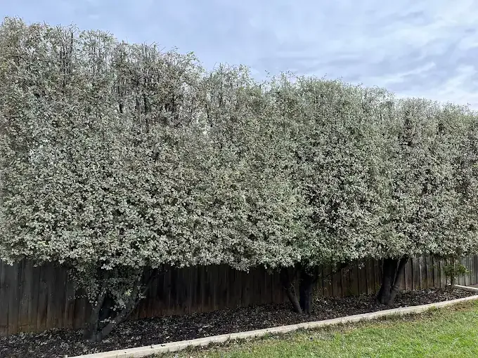 Formal hedge trimmed sharp along a Melbourne street