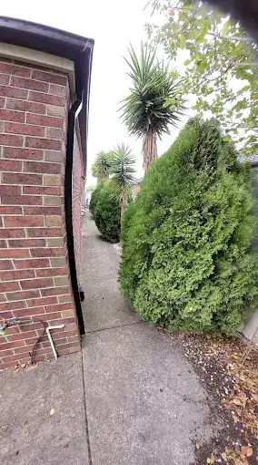 Side-path hedge trimmed back