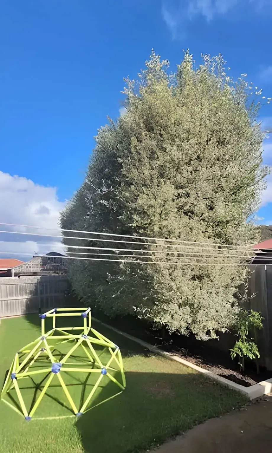 A tall hedge clipped square by Aps Tree Removal