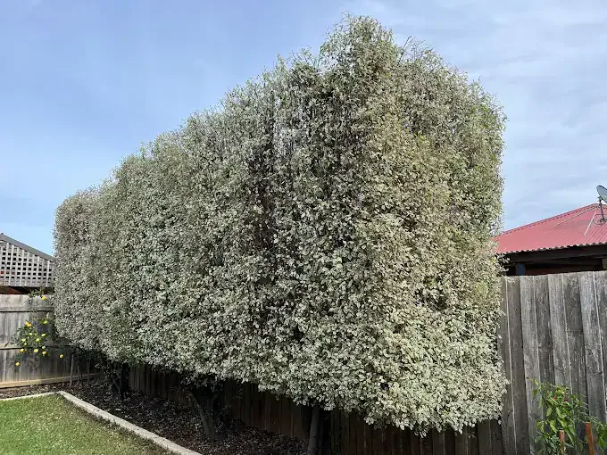 Tall boundary hedge freshly trimmed