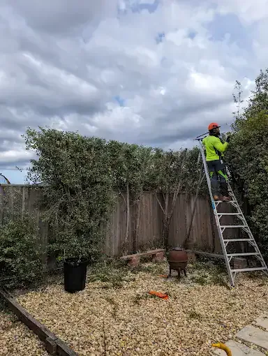 Trimming a tall hedge from a ladder along a fence line