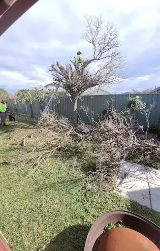Palm trunk being removed beside a fence