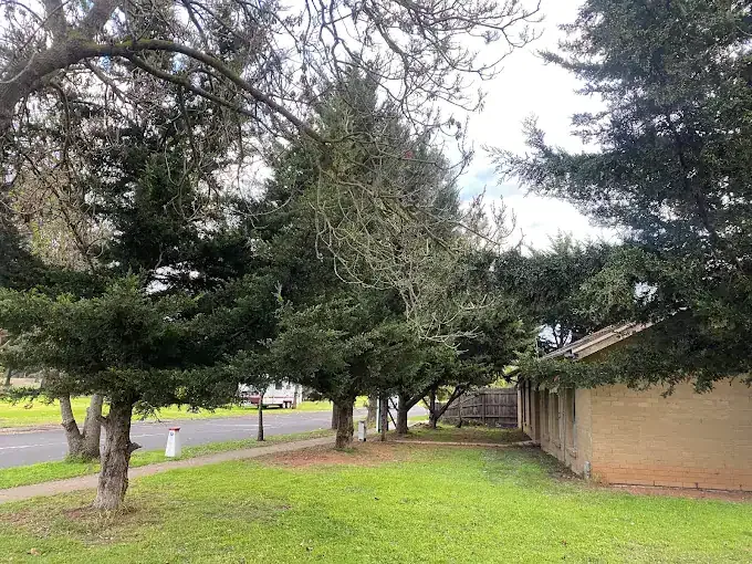 Tall pine trees in a Melbourne yard before removal