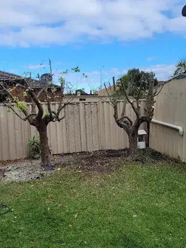 Tree pruned back in a suburban backyard