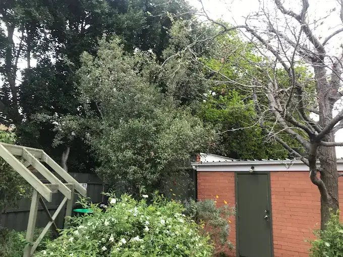 Trees pruned back around a backyard shed