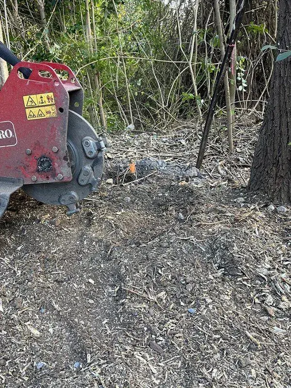 The same garden bed after stump grinding
