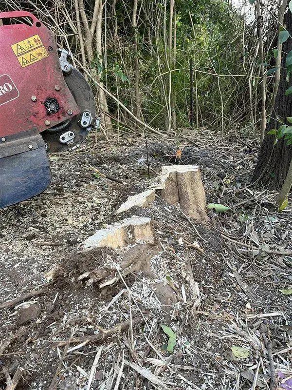 Tree stump in a garden bed before grinding