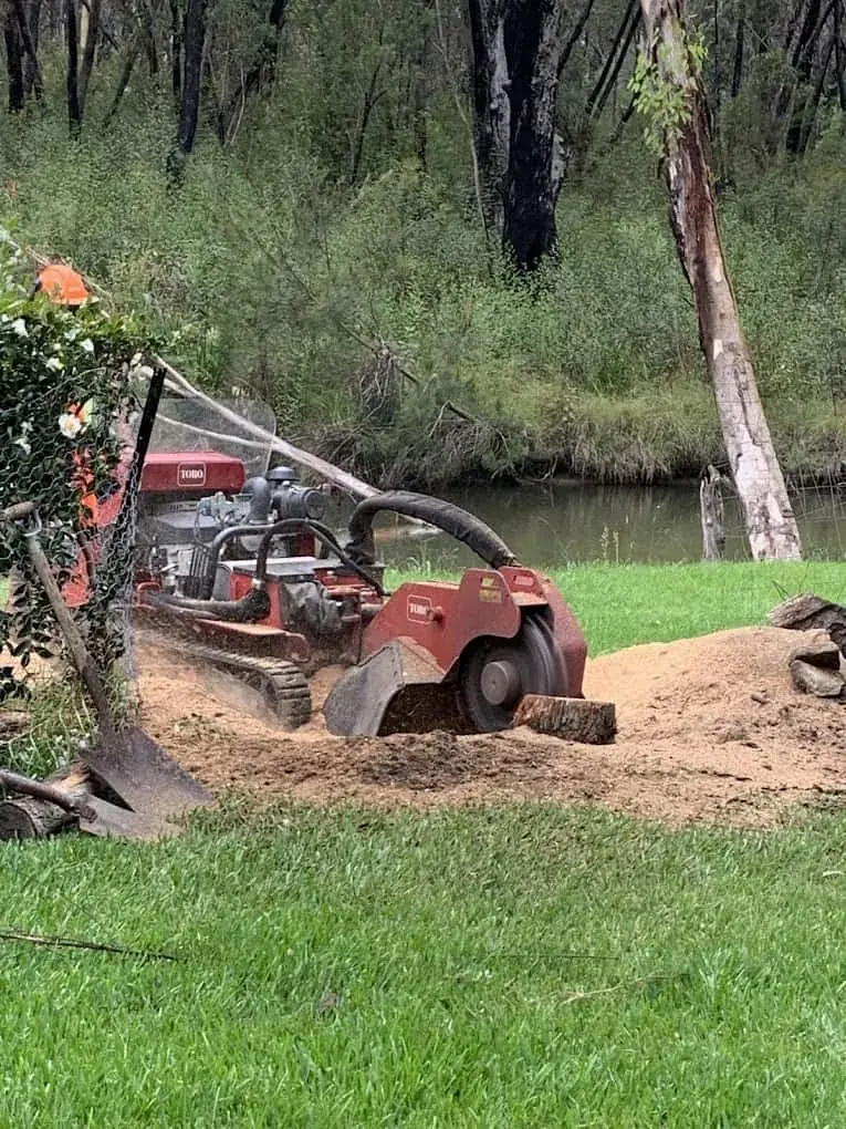 Stump grinder removing a stump from a Melbourne lawn