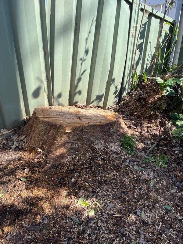 Stump grinder working beside a fence