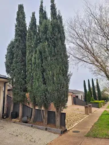 Tall conifers at the front of a Melbourne home before pruning