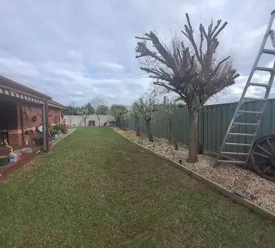 Large tree reduced beside a backyard fence