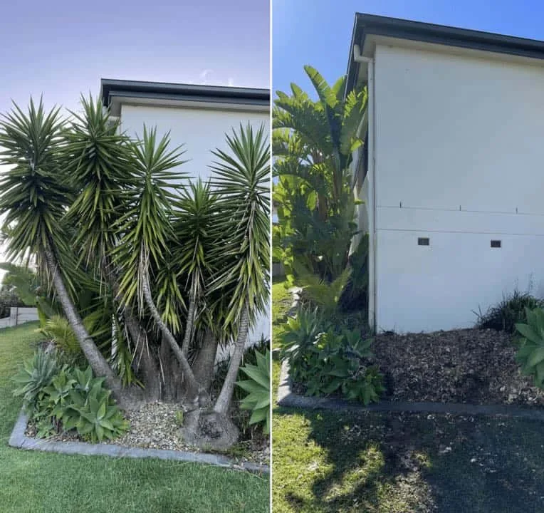 Yucca removal before and after