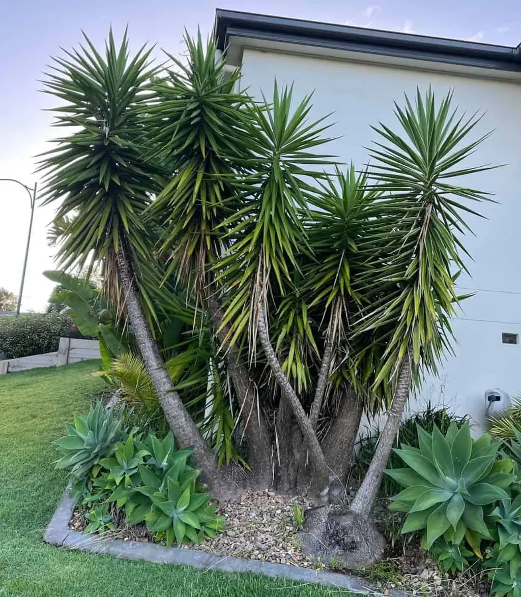Large yucca beside a house before removal