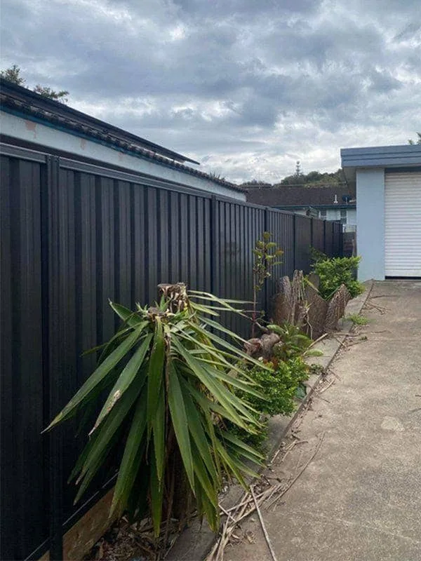 Yucca crowding a side path before removal