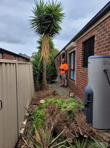 Yucca growing down the side of a Melbourne house before removal