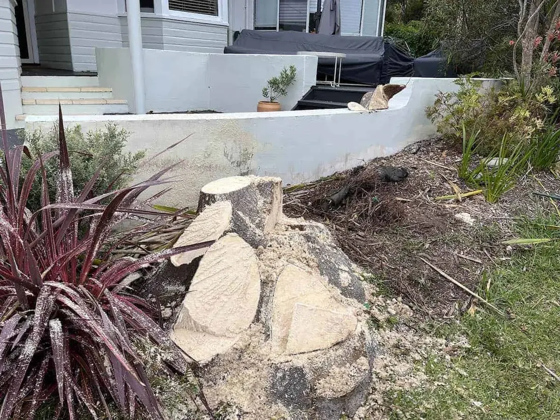 Yucca removed from a tight-access spot beside a wall